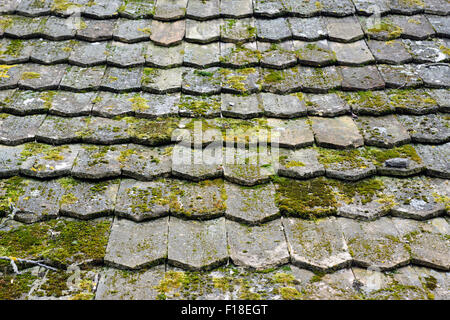 Old worn shingles with a lot of moss Stock Photo