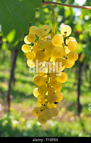 Back lit white grapes growing in a vineyard Stock Photo