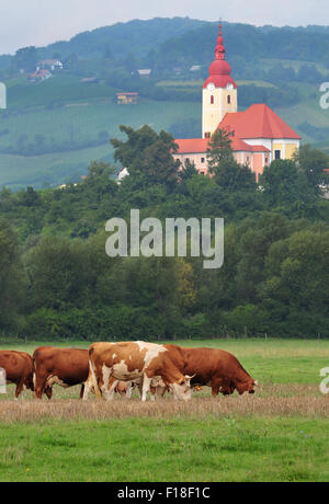 Cow herd grazing in a field with  church in the background Stock Photo