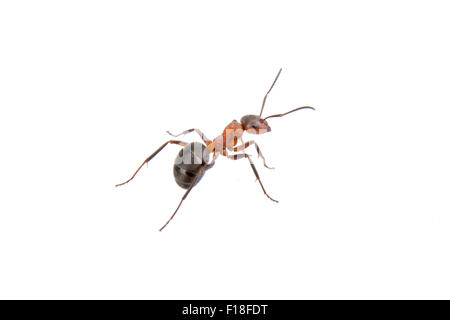 Brown ant isolated on a white background Stock Photo