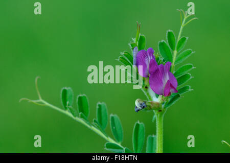 Common vetch in flower UK Stock Photo