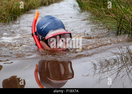 Llanwrtyd Wells, Powys, Wales, UK. 30th August, 2015.  A competitor at this years 30th World Bog Snorkelling Championship being held in two water filled boggy trenches in Mid Wales. Stock Photo