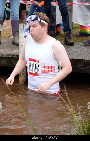 Llanwrtyd Wells, Powys, Wales, UK. 30th August, 2015.  A competitor dressed as the '118 man' discovers just how cold the bog water is as he gets ready to start his snorkel. This years 30th World Bog Snorkelling Championship is being held in two water filled boggy trenches in Mid Wales. Stock Photo