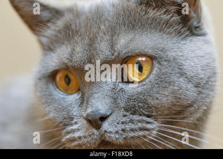 Scottish purebred gray cat portrait closeup Stock Photo