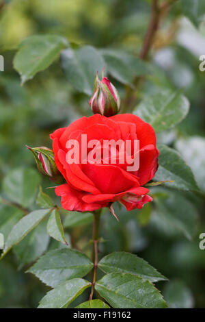 Rosa 'Brilliant Korsar'. Semi double shrub rose. Stock Photo