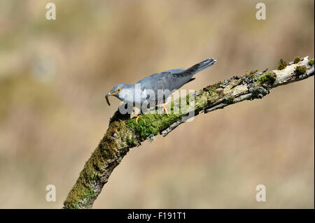 Cuckoo (Cuculus canorus) – UK Stock Photo