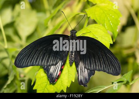 Captive bred Great Mormon butterfly, Papilio memnon, at Buckfast Butterfly farm, Devon, UK Stock Photo