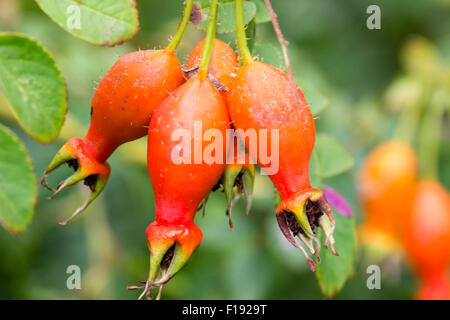 Autumn hips of the species rose, Rosa moyesii 'Geranium' Stock Photo