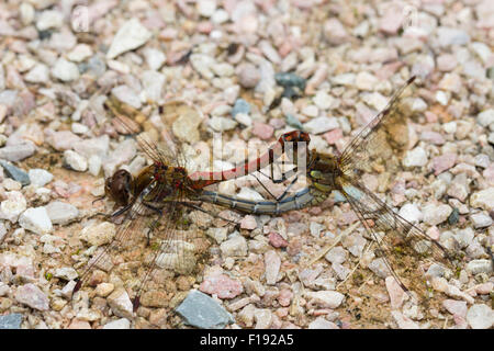 Red male and blue-green female common darters, Sympetrum striolatum, in a mating wheel Stock Photo