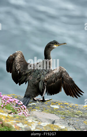 Cormorant (Phalacrocorax carbo), UK Stock Photo
