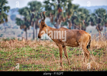 Jackson’s Hartebeest, Alcelaphus buselaphus, Murchison Falls National Park, Uganda, Africa Stock Photo