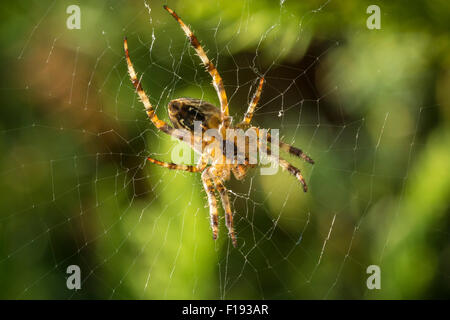Cross Spider waits for a prey in the middle of a spider web Stock Photo