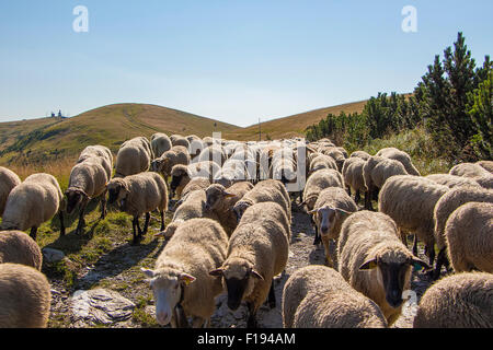 Big herd of sheep on high mountain grazing land in the evening sun. Stock Photo