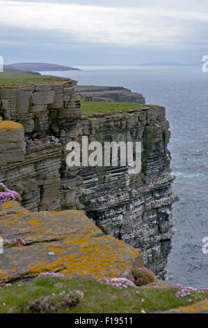 Seasbird cliffs at Noup Head RSPB reserve, Westray, Orkney, Scotland, UK Stock Photo