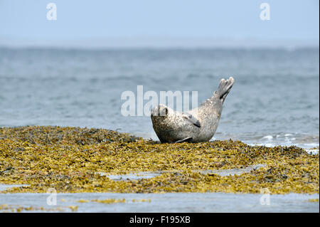 Common seal (Phoca vitulina), UK Stock Photo