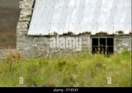 Eurasian curlew (Numenius arquata) UK Stock Photo