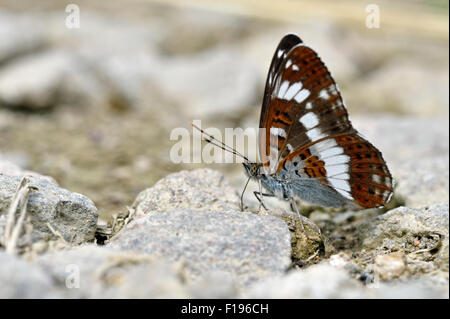 White admiral butterfly (Limenitis camilla) UK Stock Photo