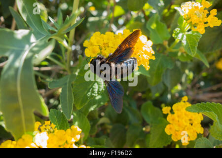 Violet carpenter bee, Xylocopa violacea, on a evergreen shrub of big sage, Lantana camara, from the Mediterranean Sea, Malta. Stock Photo