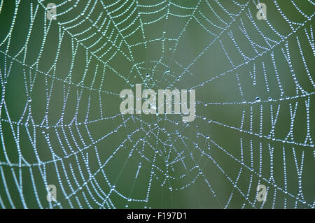 Photo of spider web with morning dew Stock Photo