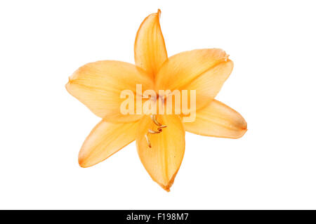 Orange lily lower isolated against a white background Stock Photo