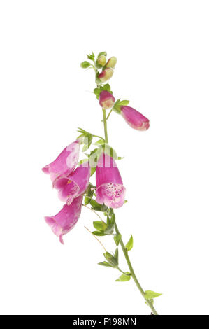 Foxglove, Digitalis purpurea ( common foxglove ) flowers, leaves and seed heads isolated against white Stock Photo