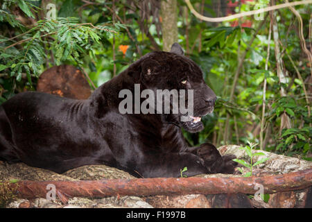 A large male black panther or jaguar rests on a wood platform in the jungle in Belize. Stock Photo