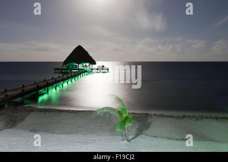 A long exposure of a beach with a dock and small palm tree lit by the moonlight and moving in the wind. Stock Photo