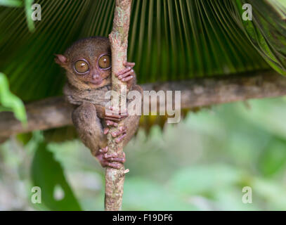 Smiling cute tarsier sitting on a tree, Bohol island, Philippines Stock ...
