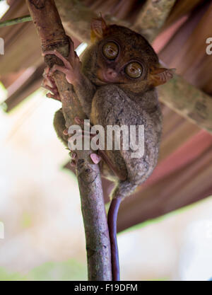 Smiling cute tarsier sitting on a tree, Bohol island, Philippines Stock ...
