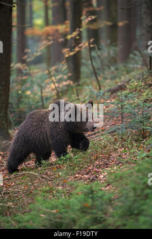 Ursus arctos / Brown Bear / Europaeischer Braunbaer walking through a autumnal mixed forest Stock Photo