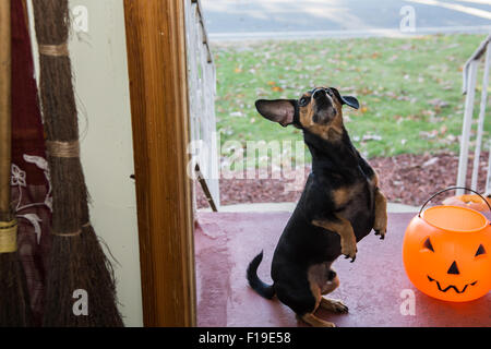 Cute Dog Trick or Treating