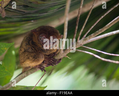 Smiling cute tarsier sitting on a tree,  Bohol island, Philippines Stock Photo