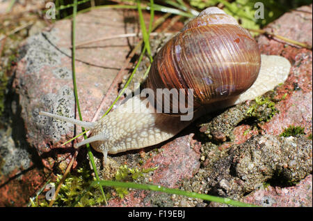 big snail close-up in the forest on stone Stock Photo