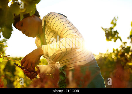 Young woman cutting green grapes from vine during autumn harvest. Female worker harvesting grapes in vineyard. Stock Photo