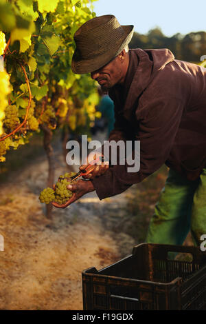 Man cutting green grapes from vine during harvest. Worker harvesting grapes in vineyard. Stock Photo