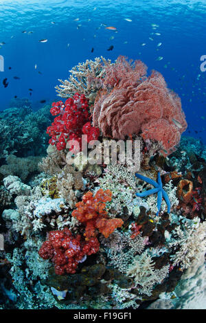 px0312-D. colorful bommie covered in soft and hard corals, sea fans, sponges, tunicates and more. Indonesia, tropical Pacific Stock Photo