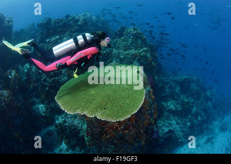 px0334-D. scuba diver (model released) glides over large table coral along reef edge. Indonesia, tropical Pacific Ocean. Photo C Stock Photo