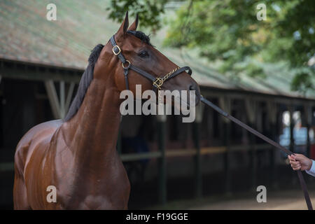 Saratoga Springs, New York, USA. 1st Jan, 2014. Triple Crown winner AMERICAN PHAROAH this morning after finishing second yesterday in the Travers Stakes at Saratoga Racecourse, Sunday August 30, 2015. Credit:  Bryan Smith/ZUMA Wire/Alamy Live News Stock Photo