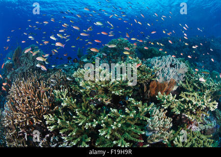 px0665-D. Healthy coral reef bustling with life. Anthias (Pseudanthias spp.) feeding in the current over branching hard corals a Stock Photo