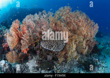 px0668-D. sea fans (Melithaea sp.). Indonesia, tropical Pacific Ocean. Photo Copyright © Brandon Cole. All rights reserved world Stock Photo