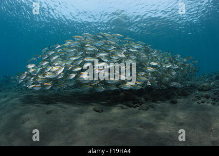 px0960-D. Oxeye Scad (Selar boops), in tight schooling formation. Indonesia, tropical Pacific Ocean. Photo Copyright © Brandon C Stock Photo