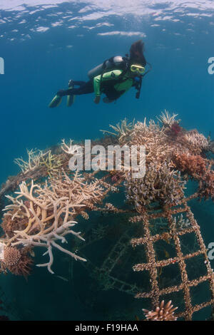 Stock photo of Diver looking at artificial reef in Permuteran Bay, Bali  Island…. Available for sale on