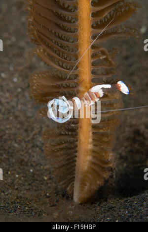 px8581-D. Magnificent Anemone Shrimp (Ancylomenes magnificus), a cleaner shrimp, commensal on anemones and here on a sea pen, si Stock Photo