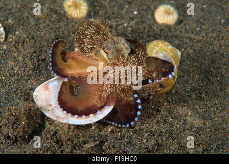 px8650-D. A juvenile Veined Octopus (Amphioctopus marginatus) walking along carrying empty snail shells under which it hides for Stock Photo