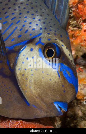 px50095-D. Bignose Unicornfish (Naso vlamingii). Indonesia, tropical Pacific Ocean. Photo Copyright © Brandon Cole. All rights r Stock Photo