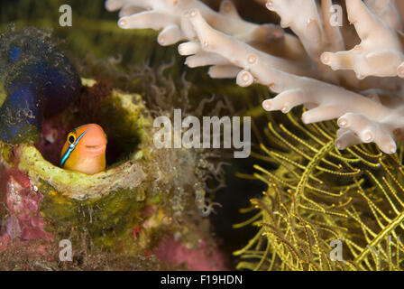 px510165-D. Bluestriped (or Tube-worm) Blenny (Plagiotremus rhynorhynchus). Indonesia, tropical Pacific Ocean. Photo Copyright © Stock Photo