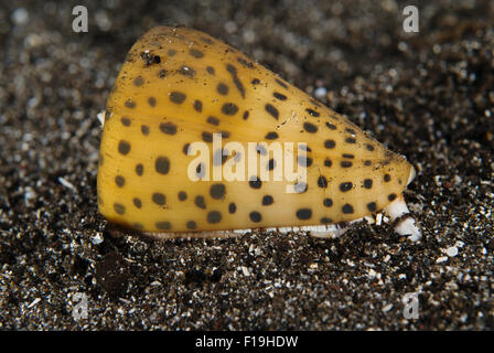 px510239-D. Lettered cone snail (Conus litteratus), very venomous.  Indonesia, tropical Pacific Ocean. Photo Copyright © Brandon Stock Photo