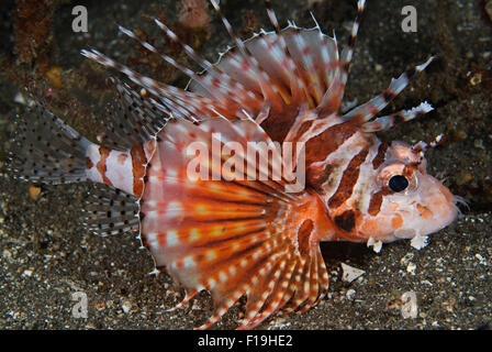 px520296-D. Zebra Lionfish (Dendrochirus zebra) Pectoral fins fanned out- spines are venomous. Indonesia, tropical Pacific Ocean Stock Photo