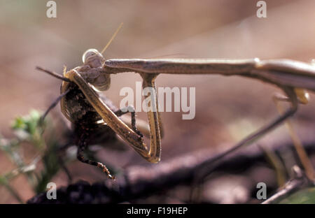 PRAYING MANTID EATING A CRICKET, THE MAJORITY OF MANTIDS FEED UPON LIVE PREY WITHIN THEIR REACH. Stock Photo
