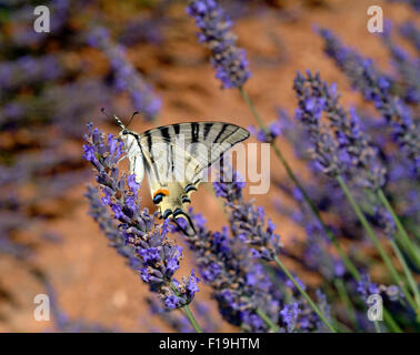 Swallowtail butterfly (Papilio machaon) in Lavender field Stock Photo